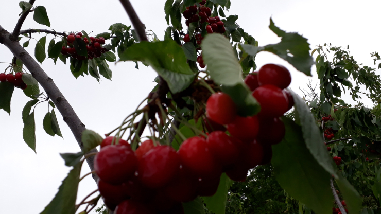 Gravit - 